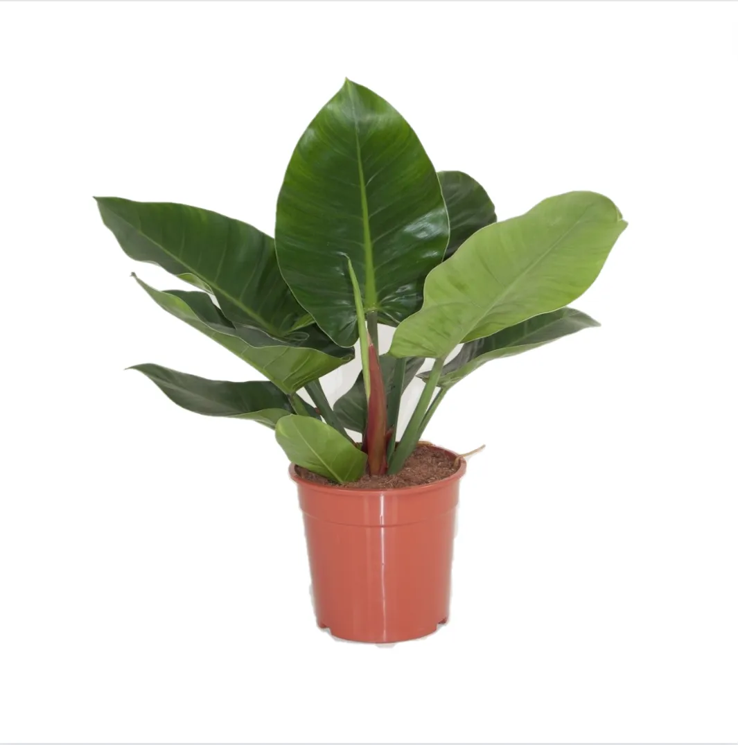 Cardinal plant Green (Philodendron Erubescens)/ Plant With Pot Trendy Homes