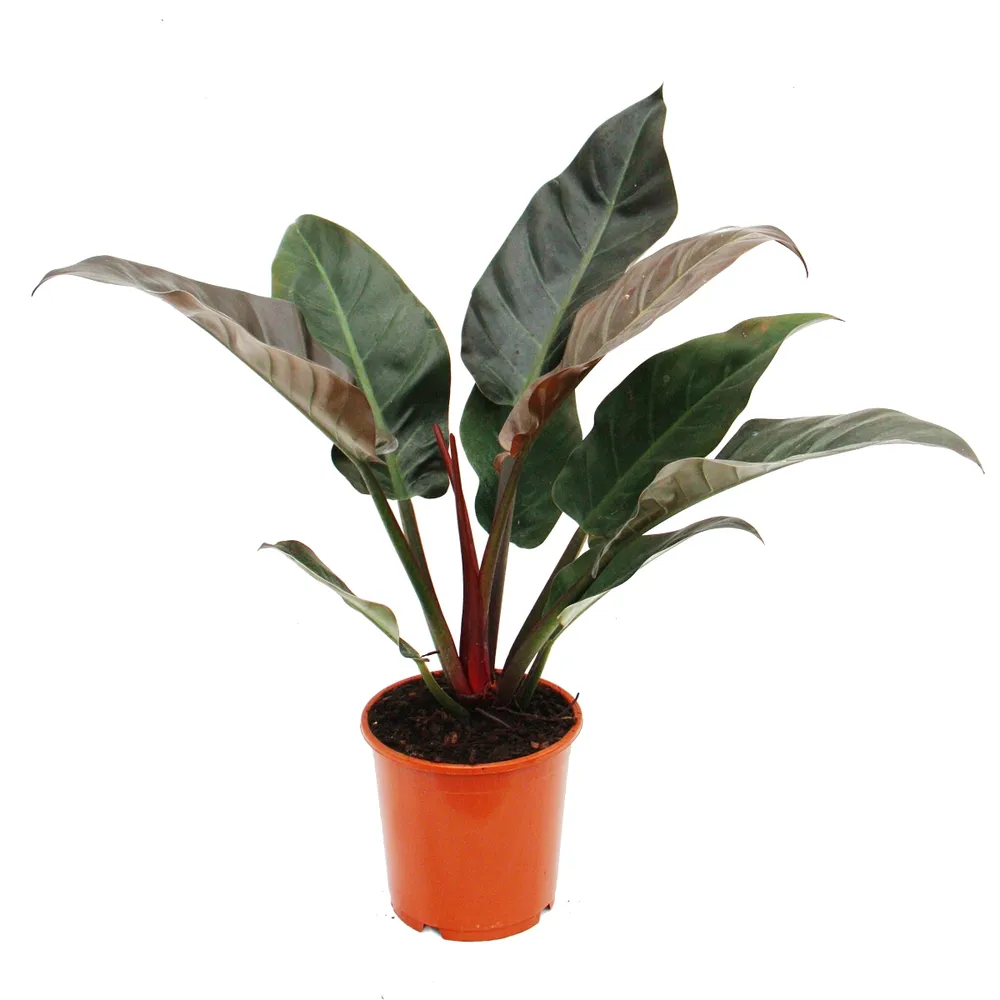 philodendron-imperial-Red/ red leaf philodendron - Trendy Homes